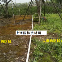 草坪里的雜草怎么去除，上海綠化養(yǎng)護草坪雜草如何管理