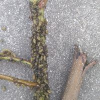 上海園林綠化養(yǎng)護病蟲害高發(fā)，欒樹多態(tài)芽蟲防治
